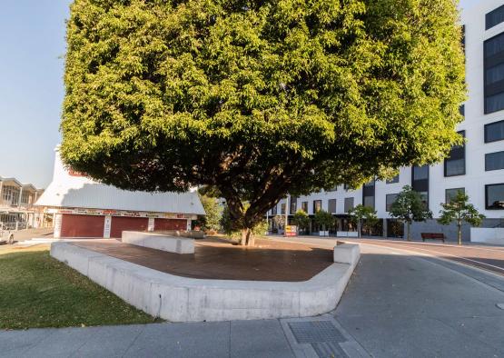 a tree in a city