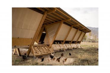 a group of chickens outside of a building